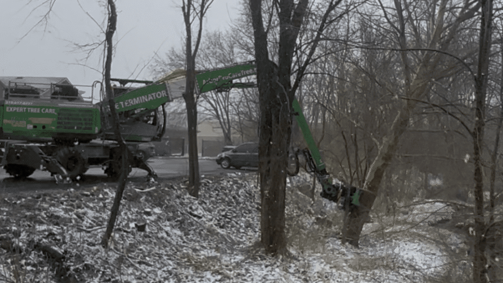 Saving Time and Money on Tree Care