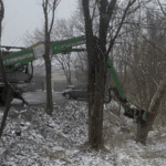 Saving Time and Money on Tree Care