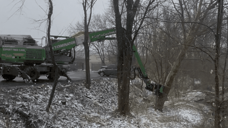 Saving Time and Money on Tree Care