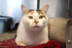 Cleo the cat