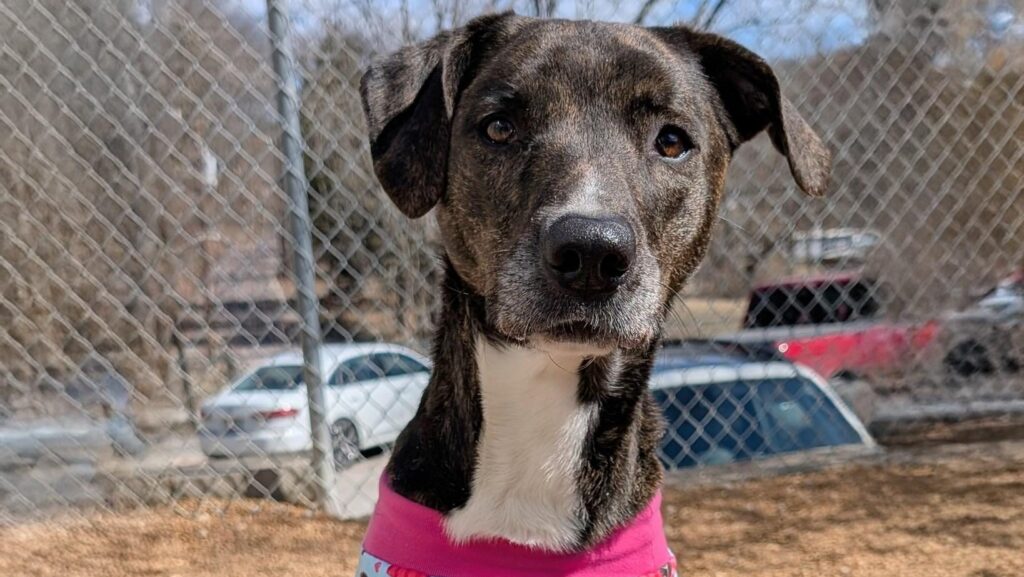 Pet Rescue: Open Door Animal Sanctuary