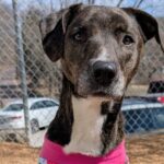 Pet Rescue: Open Door Animal Sanctuary