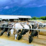 Did You Know? Celebrating National Dairy Month in Waconia