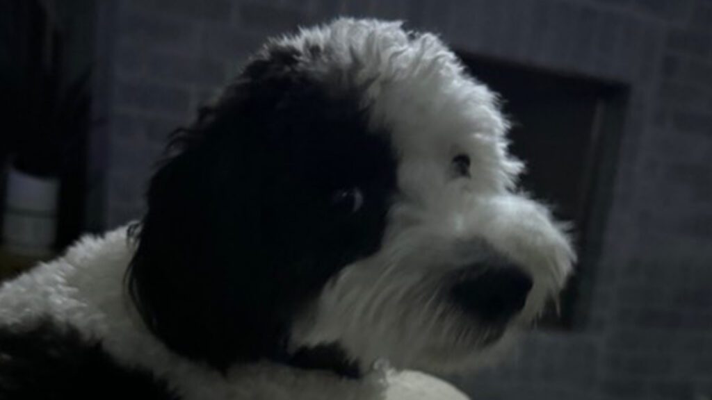 A Cleaner Yard, a Better Way to Live: Why Professional Pet Waste Removal Is About More Than Convenience