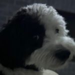 A Cleaner Yard, a Better Way to Live: Why Professional Pet Waste Removal Is About More Than Convenience