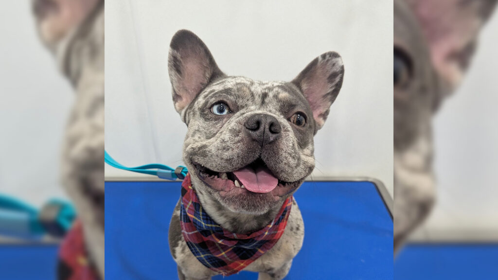 The Hidden Benefits of Routine Pet Grooming: Essential Care for Every Coat