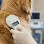 The Permanent Safety Net Every Pet Needs