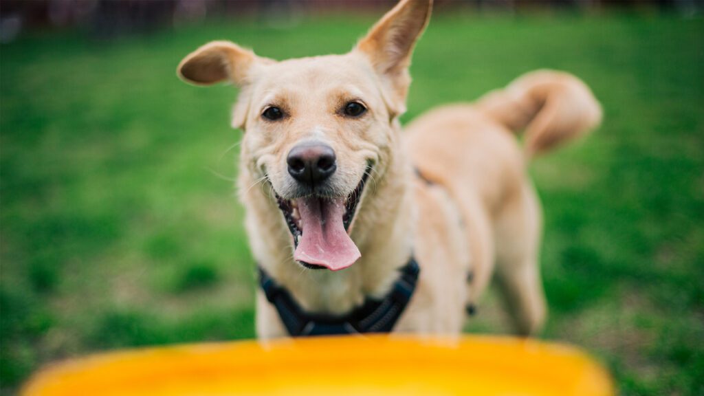 Understanding Pet Allergies: A Practical Guide for Pet Owners