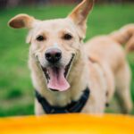 Understanding Pet Allergies: A Practical Guide for Pet Owners