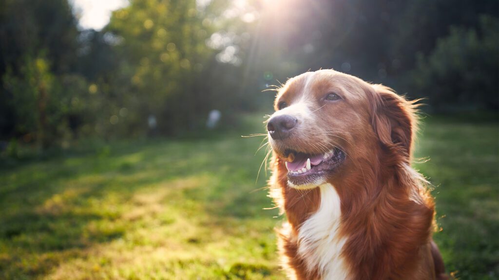 More Than Just Play: The Power of Summer Enrichment for Your Dog