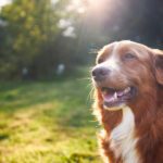 Summer Dangers: Protect Your Pet in the Summer Heat
