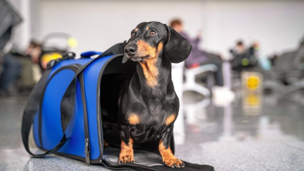 Grey Silo Veterinary Hospital: Tips for Pets in the Warmer Months
