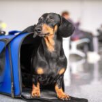 Grey Silo Veterinary Hospital: Tips for Pets in the Warmer Months