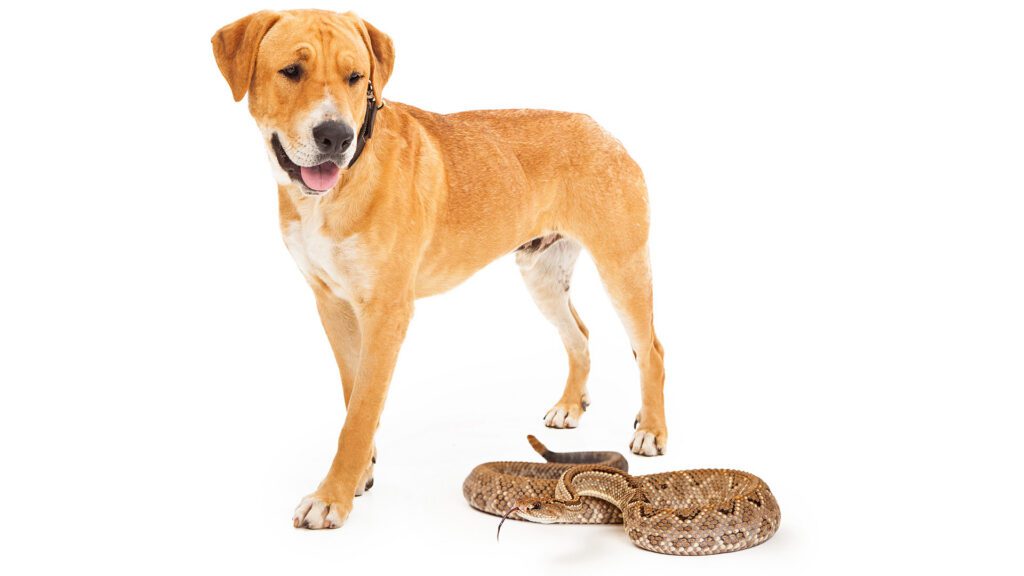 Rattlesnake Avoidance Training Season Begins Across Northern Nevada and Northern California