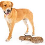 Rattlesnake Avoidance Training Season Begins Across Northern Nevada and Northern California