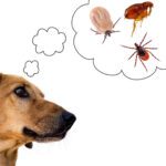 Protect Your Pets From Pests This Season