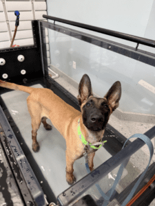 Dog treadmill-y Hospital-Kentlands & Lakelands Living