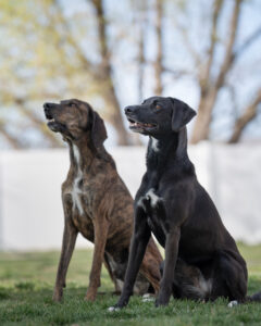 Dogs-Coombs Kennels