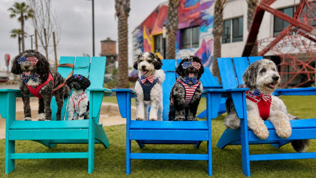 Before the Boom: Helping Huntington Beach Dogs Through the Fourth of July