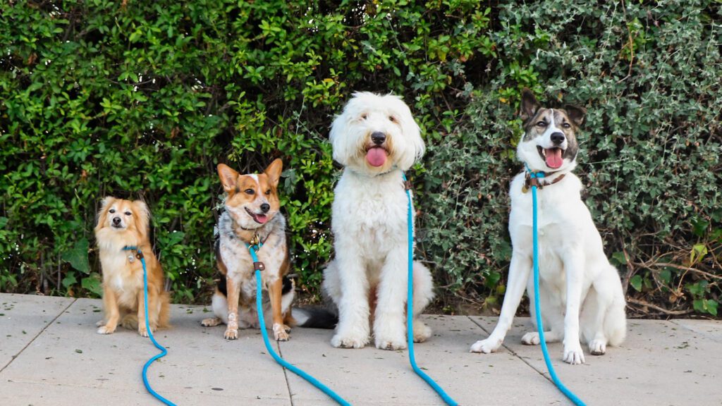 One Dog Step at a Time: Developmentally Based Dog Training