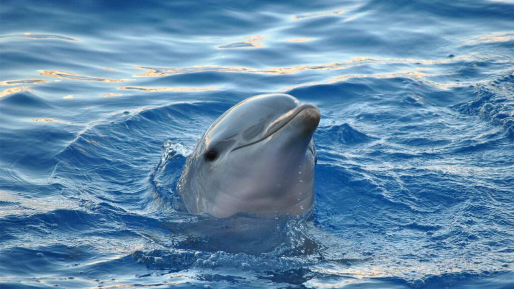 Dolphins of Tarpon Springs: What Locals Often See From the Water