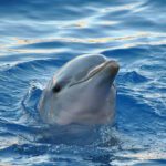 Dolphins of Tarpon Springs: What Locals Often See From the Water