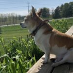 Pet Nutrition Matters More Than You Think