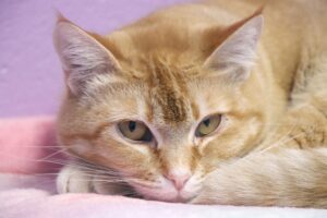 Dream Float the cat