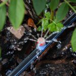 Smart Water Management: Drip Irrigation Solutions for Nanaimo Landscapes