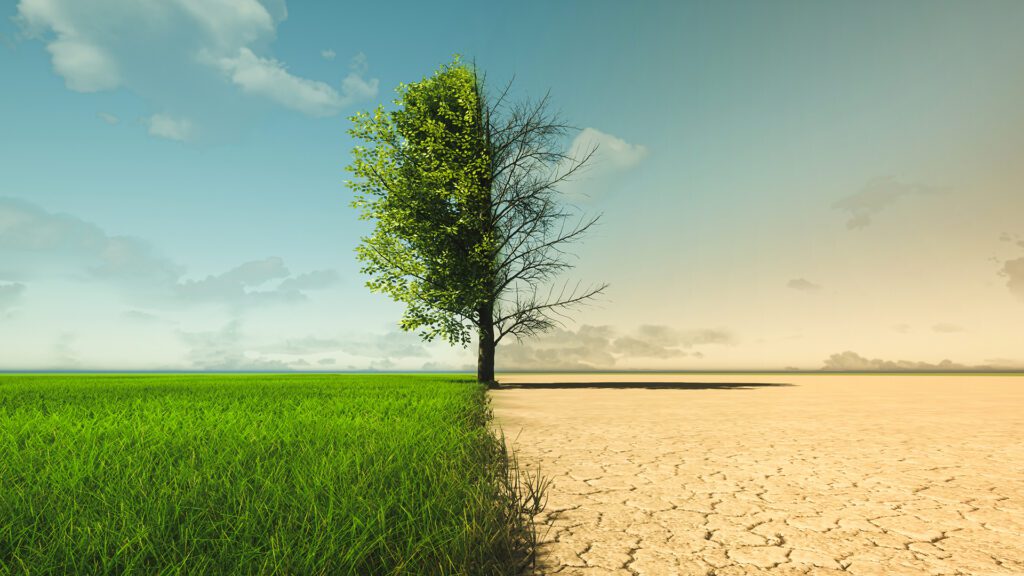 Parched Plants, Persistent Pests: A Homeowner’s Guide to the 2026 Drought