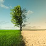 Parched Plants, Persistent Pests: A Homeowner’s Guide to the 2026 Drought