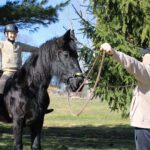 Equestrian Cross Training