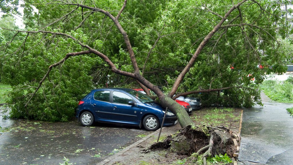 Weathering the Storm: Smart Tree Care for Spring and Summer