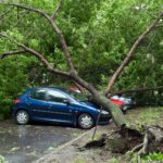 Weathering the Storm: Smart Tree Care for Spring and Summer