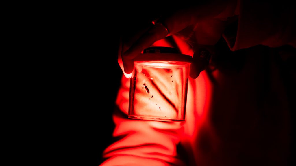 Fireflies in Utah: A Guide to Observing Nature’s Light Show