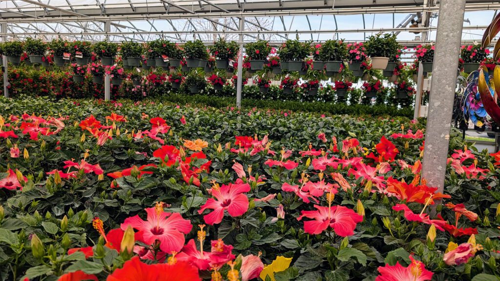 It’s Flower Time in Western New York!