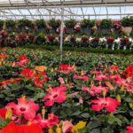 It’s Flower Time in Western New York!