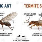 Mountain Home Protection: The May Transition