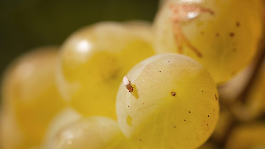 Fruit Flies