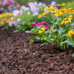 From Surviving to Thriving: Summer Landscaping in Oklahoma