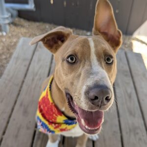 Gary De'Snake the dog