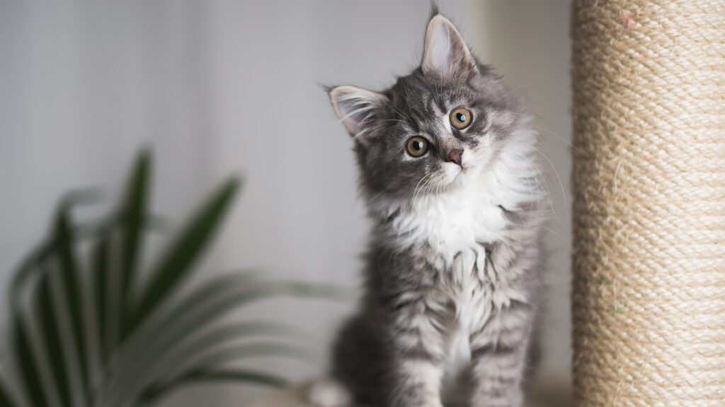 Start Strong: A Vet’s Guide to Kitten Health and Behavior