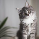 Start Strong: A Vet’s Guide to Kitten Health and Behavior