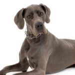 The Truth About ‘Bloat’ in Dogs (and How to Help Prevent It)