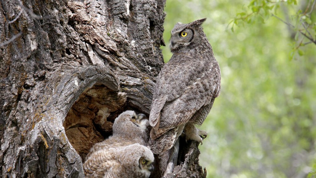 Coexisting With Wildlife: Protecting Your Home and Your Ecosystem