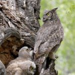 Coexisting With Wildlife: Protecting Your Home and Your Ecosystem