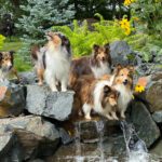 Mutterly Love! Celebrating National Dog Mom’s Day