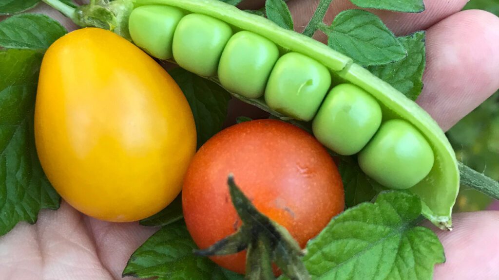 Growing Vegetables in Containers