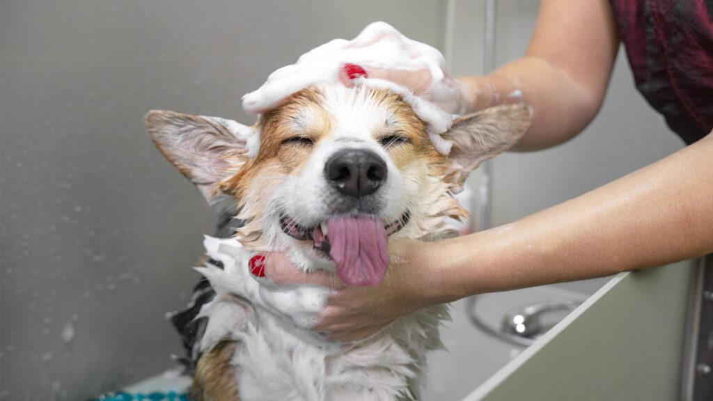 The Overlooked Connection: How Grooming Supports Your Pet’s Mobility and Comfort