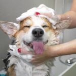 The Overlooked Connection: How Grooming Supports Your Pet’s Mobility and Comfort